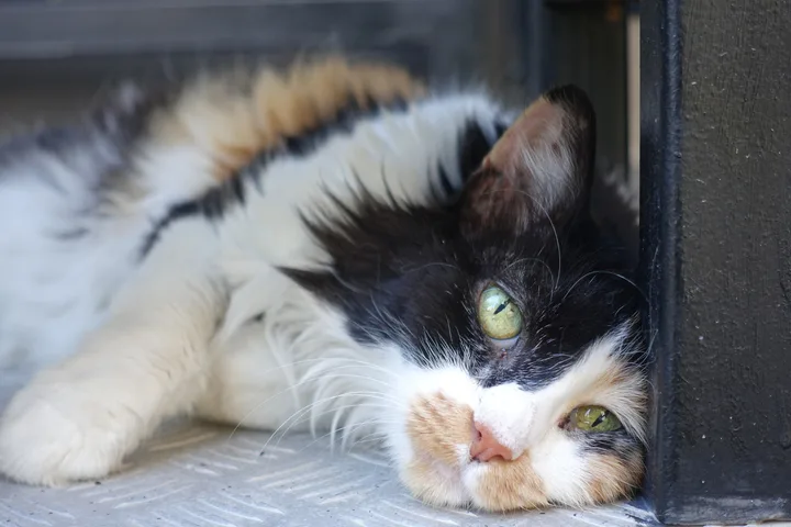 A green-eyed calico cat rests its tilted head against a black post and looks at the camera