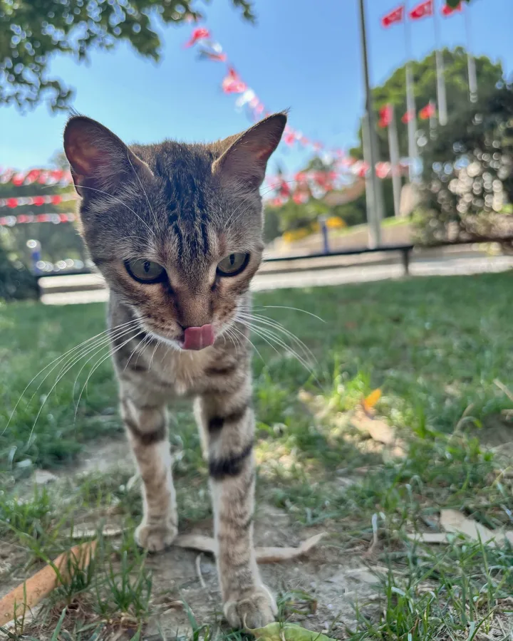 A tabby cat approaches the camera with its tongue out